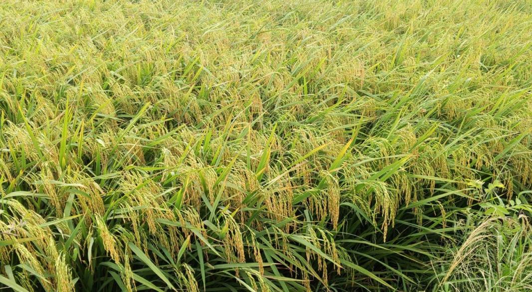 ব্রি ধান-১০৮