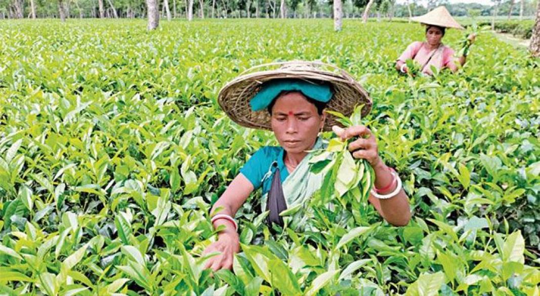 চা-পাতা সংগ্রহ করছেন এক নারী শ্রমিক।
