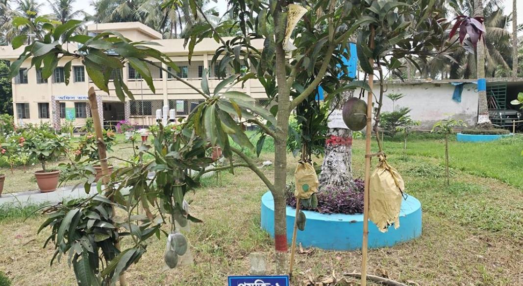 এক গাছেই ১০ জাতের আম