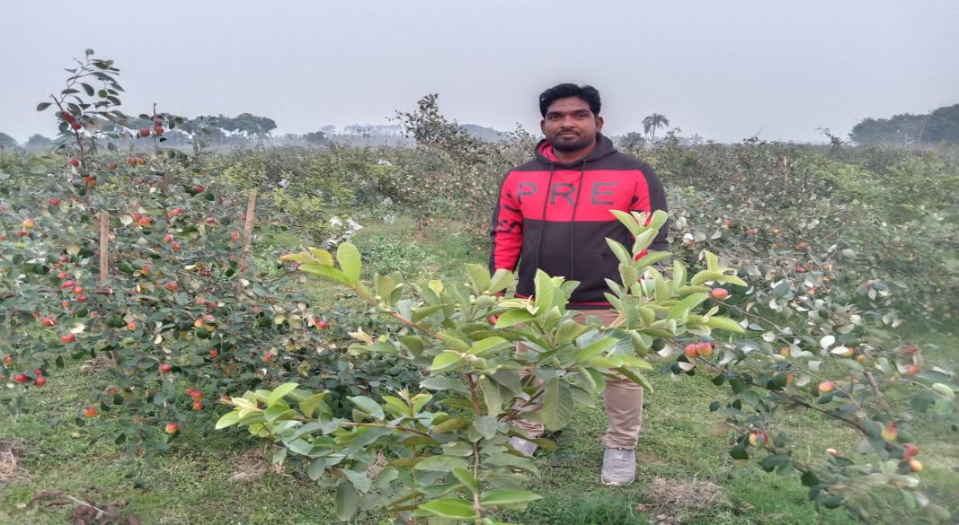 মহিদুল ইসলামের পেয়ারা ও কুল বাগান