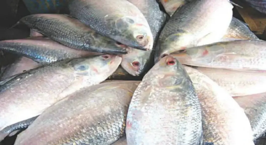 ইলিশ
