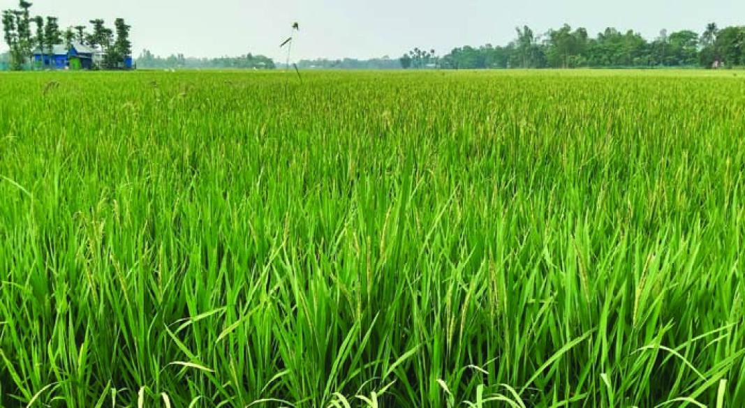 সবুজের সমারোহ