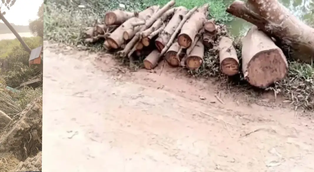 সরকারি গাছ কেটে নেওয়ার অভিযোগ