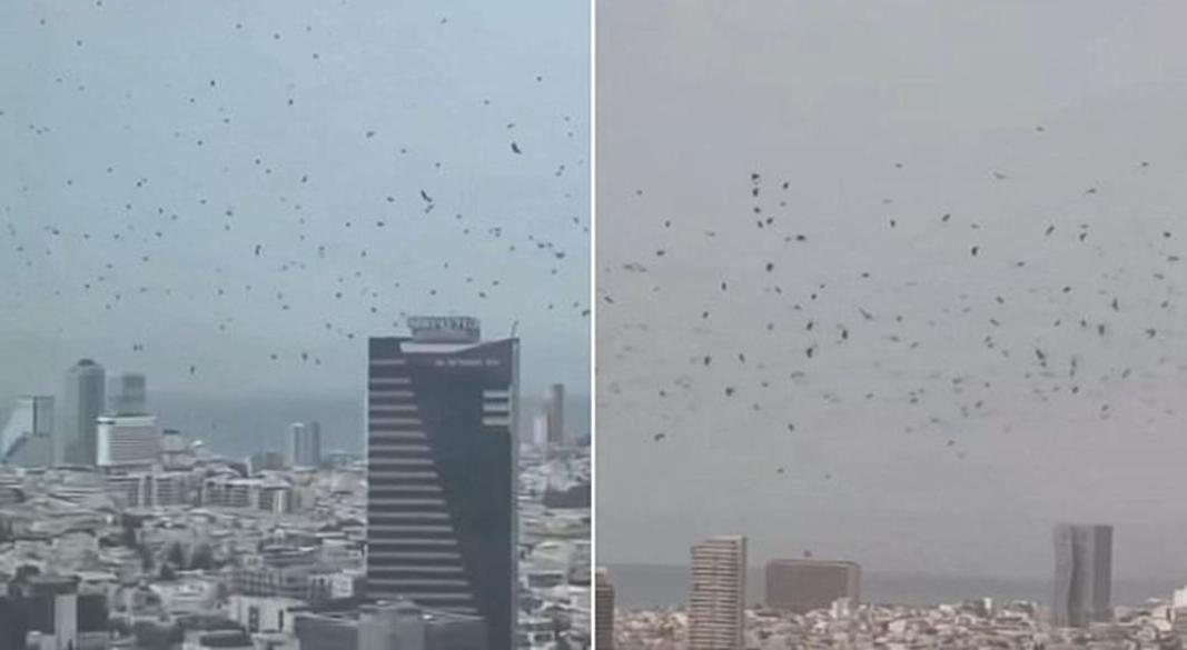 তেলআবিবের আকাশে হাজার হাজার কাক